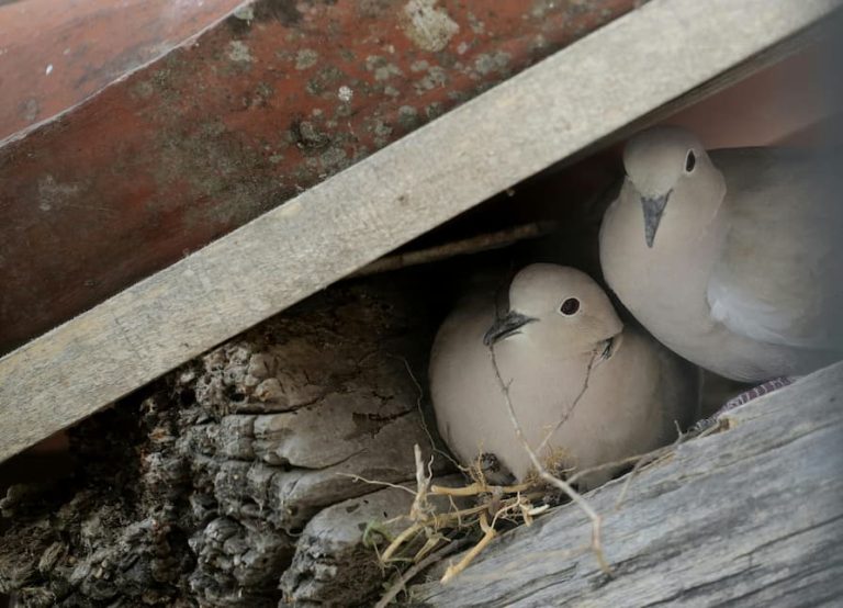 Nid de pigeon sur mon balcon : signification spirituelle et conseils pratiques
