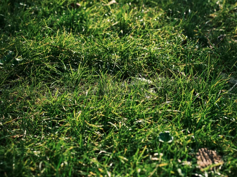Comment faire une pelouse sur un terrain en friche.